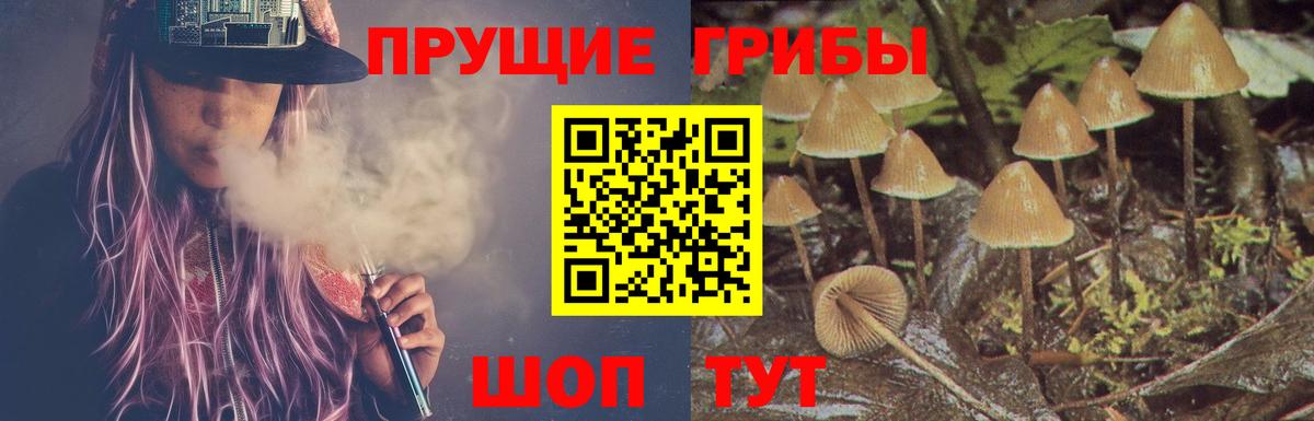 Псилоцибиновые грибы Psilocybine cubensis Камышлов